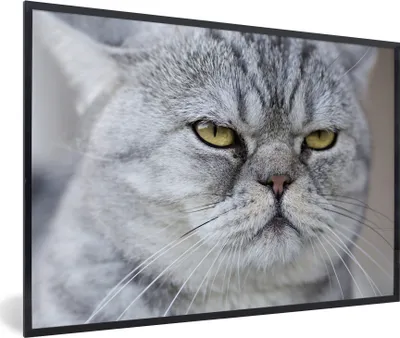 Produktbild von MuchoWow® MuchoWow® Gerahmtes Poster Tier - Katze - Grau 90x60 cm - Poster mit zchwarzem Bilderrahmen - Fotorahmen - Foto-Plakat