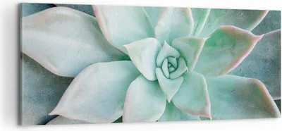 Produktbild von Bild auf Leinwand - Leinwandbild - Einteilig - Blau Blätter Agave - 100x40cm - Wand Bild - Wanddeko - Wandbilder - Leinwanddruck - Bilder - Wanddekoration - Leinwand bilder - Wandbild - AB100x40-4628