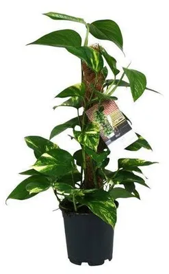 Image de Plante Scindapsus - Ø 15 cm - Hauteur 50 cm