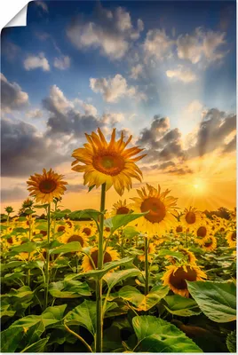 Produktbild von ARTland Poster Sonnenblumen im Sonnenuntergang Größe: 20x30 cm
