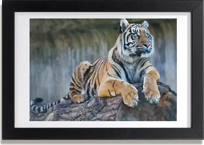 Produktbild von Bild 30x20 MDF-Rahmen, Wandkunst Tiger