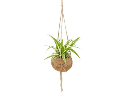 Obrázek produktu pro Kokodama Chlorophytum Comosum (S)