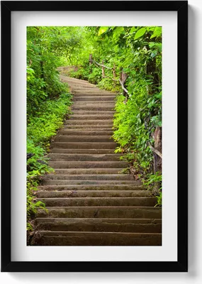 Produktbild von Treppe inmitten des Waldes– Wandbild mit Rahmen – Gerahmtes Bild  – Wanddekoration – 40x60 cm –  Schwarz