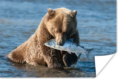 Produktbild von MuchoWow® Poster Bär - Braun - Fisch 180x120 cm - Fotoplakat