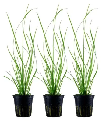 Produktbild von Aquarium Pflanze 3 Stück Cyperus helferi Wasserpflanze AquaOne Topf Nr.333A Set