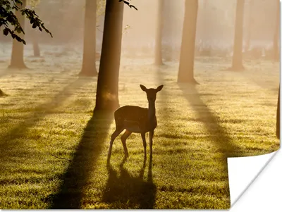 Produktbild von MuchoWow® Poster Hirsche - Sonne - Bäume 120x90 cm - Wandbild