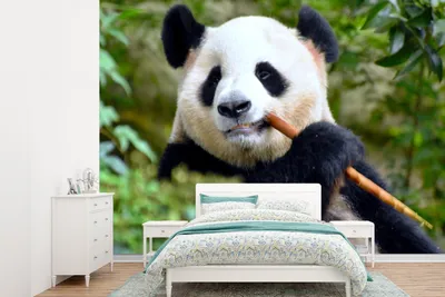 Produktbild von MuchoWow® Fototapete für Wohnzimmer oder Schlafzimmer Wandtapete Vinyl Motivtapete Panda - Bambus - Blätter - 305x220 cm - Wandbilder