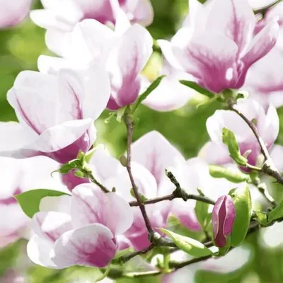 Produktbild von RP 20 Servietten Magnolia - Magnolienzweige 33x33cm