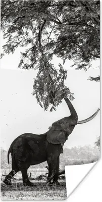 Produktbild von MuchoWow® Poster Elefant, der an einem Ast zieht, in Schwarz-Weiß 80x160 cm - Kinderzimmer