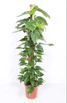 Immagine prodotto di Epipremnum Aureum - Pianta di edera su bastoncino di muschio Vaso Ø 24 / altezza circa 120 cm Pianta rampicante Pianta pensile di facile cura Pianta d'appartamento