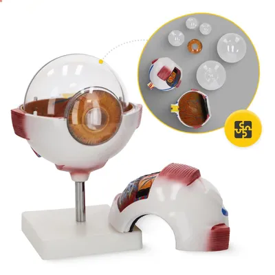Obrázek produktu pro 4FIZJO Zvětšený anatomický model oka 3D se stojanem