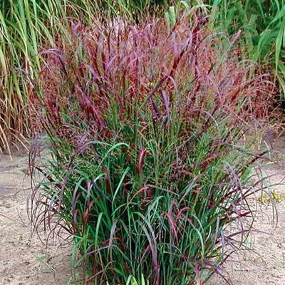 Image de 6 x Millet - Panicum virgatum 'Squaw' | pot 9cm x 9cm