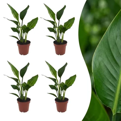 Image de Strelitzia Reginea - Fleur de l'oiseau de paradis - 4 plantes - 25-35cm - Ø12cm