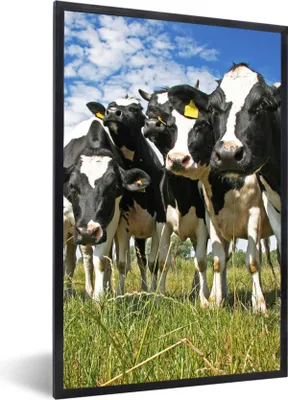 Produktbild von MuchoWow® Gerahmtes Poster Kühe - Gras - Wiese - Tiere 60x90 cm - Poster mit Schwarzem Bilderrahmen Wandposter Rahmen Foto Bilder - Kunst
