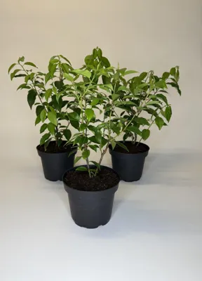Produktbild von 60 Stück, 20-30cm, Topf 1,3L, Portugiesischer Kirschlorbeer Prunus lusitanica Angustifolia