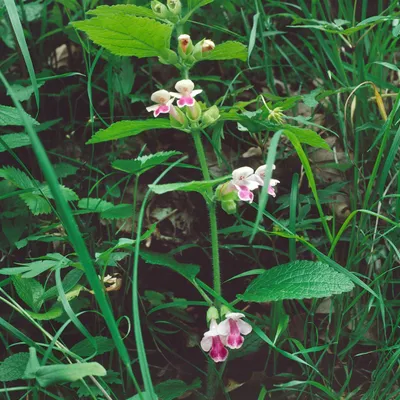 Produktbild von Melittis melissophyllum, Immenblatt, weiß-rosa, ca. 9x9 cm Topf