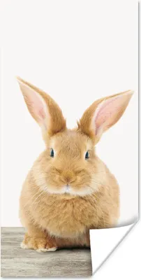 Produktbild von MuchoWow® Poster Kaninchen - Babykaninchen - Tiere - Kinder - Mädchen - Jungen 20x40 cm - Plakat - Foto