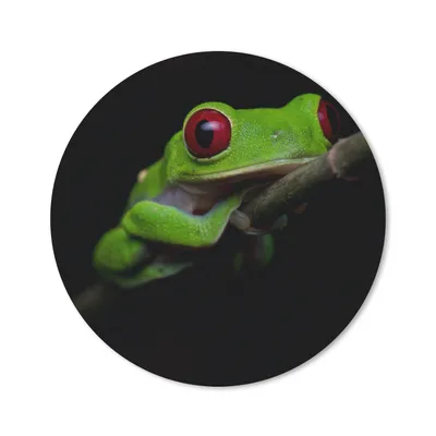 Produktbild von MuchoWow® Mauspad Mousepad Rotäugiger Quecksilberfrosch auf schwarzem Hintergrund 20x20 cm - Mousepads - Maus Mat - Pad - Mausunterlage - Schreibtischmatte