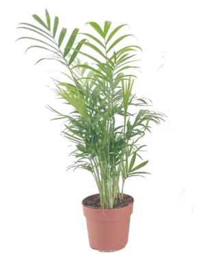Produktbild von Bergpalme 45cm Zimmerpflanze