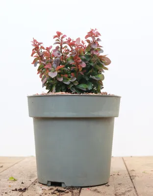 Produktbild von Berberis thunbergii 'Bagatelle', Heckenberberitze, kompakt, 15–20 cm