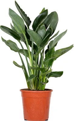 Zdjęcie produktu dla Bloomique - Strelitzia Reginae - Roślina rajskiego ptaka - Kwiat rajskiego ptaka - Roślina doniczkowa - Oczyszczająca powietrze - Łatwa w pielęgnacji - Wysokość 80-100 cm - Doniczka 24 cm