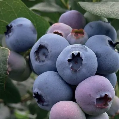 Immagine prodotto di Highbush Mirtillo Bluegold 1L