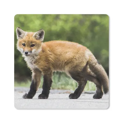 Produktbild von MuchoWow® Mauspad Mousepad Fuchs - Welpe - Straße 20x20 cm - Mousepads - Maus Mat - Pad - Mausunterlage - Desk Mat - Bureauartikeln