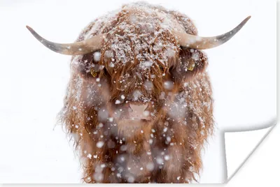 Produktbild von MuchoWow® Poster Schottischer Highlander - Schnee - Porträt 120x80 cm - Bilder