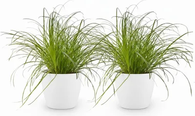 Image de Cyperus Alternifolius Zumula - Herbe à chat - Plante d'intérieur - Lot de 2