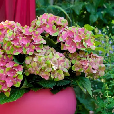 Produktbild von Green boutiQ - Balkonpflanze - Hortensie - Hydrangea Magical Green Fire - Rosa Grün - 6-10 Blumen - Topf 23cm Höhe 55cm