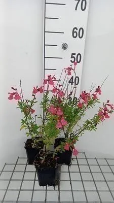 Obrázek produktu pro 6 x Salvia greggii 'Lipstick' - Hvězdicovitý mech - květináč 9 x 9 cm