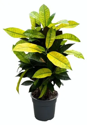 Zdjęcie produktu dla Croton Pani Iceton - 55-65cm - Ø17cm - Roślina doniczkowa - Zimozielony