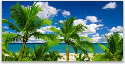 Produktbild von Glasbilder 120x60 Wandbild Druck auf Glas Meer Palmen Landschaft