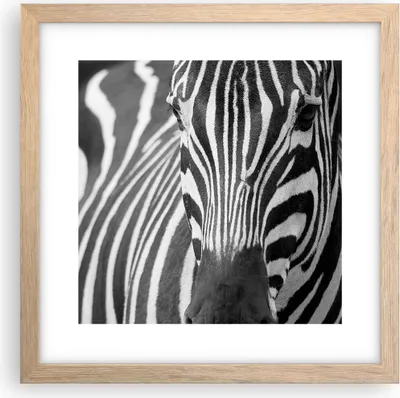Produktbild von Gerahmtes Poster - Rahmen in heller Eiche - Tiere Zebra gestreift - 30x30 cm - Wand Bild - Wanddeko - Wandbilder - Wandposter - Bilderrahmen - Bilder - Kunstdruck - Wandbild - P2NAC30x30-2254