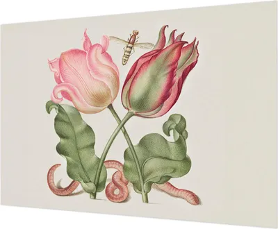 Produktbild von Selbstklebende Wandtapete - Dekorative Tapete für Wohnzimmer - Klebefolie für Wandbilder - Tapetenfolie für Wanddekoration - 312x219 cm - Tulpenschönheit