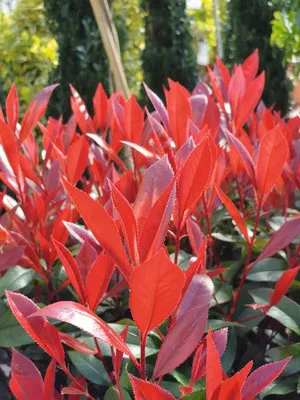 Obrázek produktu pro Blýskavka FloraSelf Photinia fraseri 'Carre Rouge' 50-60 cm květináč 6 l