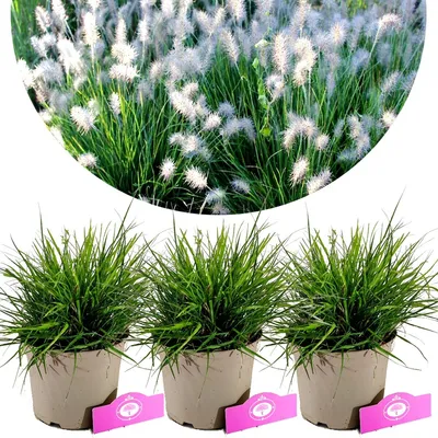 Zdjęcie produktu dla Zestaw 3 traw Lampoon - Pennisetum alopecuroides 'Little Bunny' - Wysokość 30 cm - Doniczka 2 litry