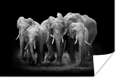 Produktbild von MuchoWow® Poster Elefant - Schwarz - Weiß - Tiere 60x40 cm - Schlafzimmerdekoration