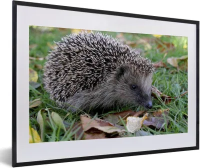 Produktbild von MuchoWow® Gerahmtes Poster Igel im Gras 60x40 cm - Poster mit Schwarzem Bilderrahmen Wandposter Rahmen Foto Bilder - Schlafzimmer - Plakat in Rahmen - Drucken