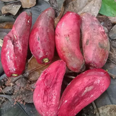 Produktbild von Pau (Garcinia latissima) - 1 gekeimter Samen