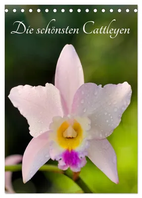 Produktbild von Die schönsten Cattleyen (Tischkalender 2027 DIN A5 hoch), CALVENDO Monatskalender