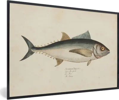 Produktbild von MuchoWow® Gerahmtes Poster Eine alte Illustration eines Fisches 90x60 cm - Poster mit Schwarzem Bilderrahmen Wandposter Rahmen Foto Bilder - Fotorahmen - Foto-Plakat
