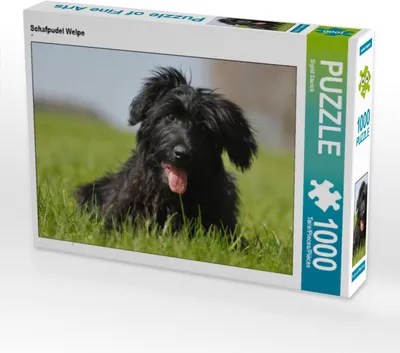 Produktbild von CALVENDO Puzzle Schafpudel Welpe | 1000 Teile Lege-Größe 64x48cm Foto-Puzzle für glückliche Stunden