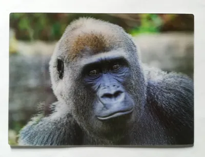 Produktbild von 3 D Ansichtskarte Gorilla, Postkarte Wackelkarte Hologrammkarte, Tier Affe
