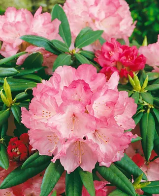 Zdjęcie produktu dla Rhododendron yakushimanum 'Barmstedt', kwiaty różowe, 20-25 cm