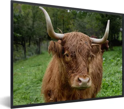 Produktbild von MuchoWow® Gerahmtes Poster Schottische Highlander - Tiere - Gras 80x60 cm - Poster mit Schwarzem Bilderrahmen Wandposter Rahmen Foto Bilder - Schwarzem - Mit Gestell