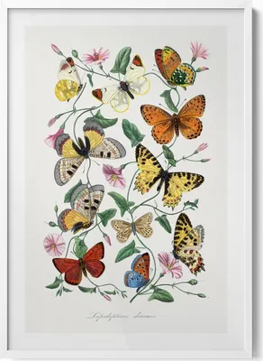 Produktbild von Altes Schmetterlingsposter– Wandbild mit Rahmen – Gerahmtes Bild  – Wanddekoration – 70x100 cm –  Weiß Rahmen