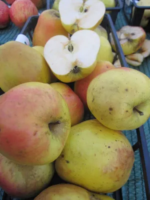 Produktbild von Malus Weißer Winterglockenapfel - Weißer Winterglockenapfel - Apfelbaum