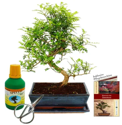 Immagine prodotto di Bonsaj - Zanthoxylum piperitum - cca 12-15 rokov - 30cm kvetiná? - dar?eková sada s hnojivom a nožnicami