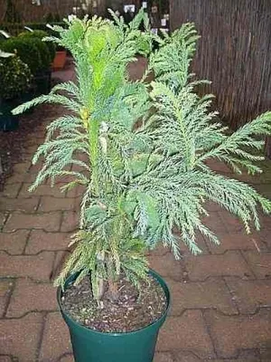 Produktbild von Cryptomeria japonica Cristata - Hahnenkamm-Sicheltanne - 50-60